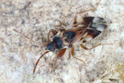 Scolopostethus pictus